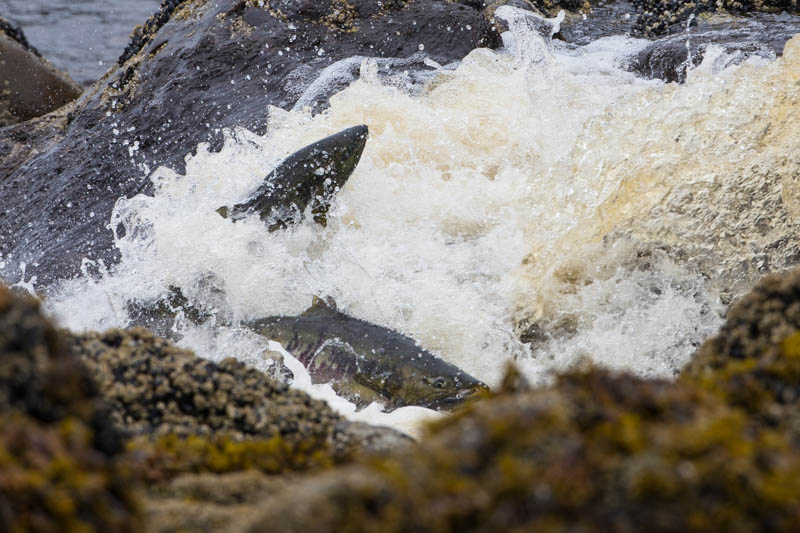 Salmon Swimming Up Waterfall