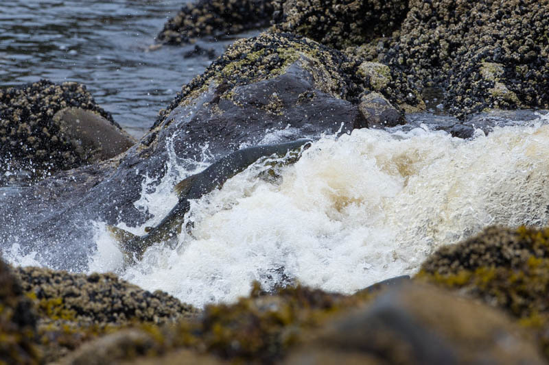 Salmon Swimming Up Waterfall