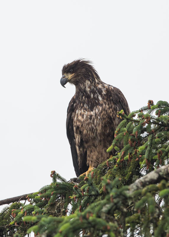 Juvenile Bald Eagle