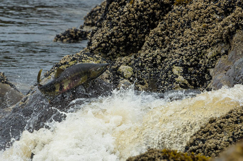 Salmon Swimming Up Waterfall