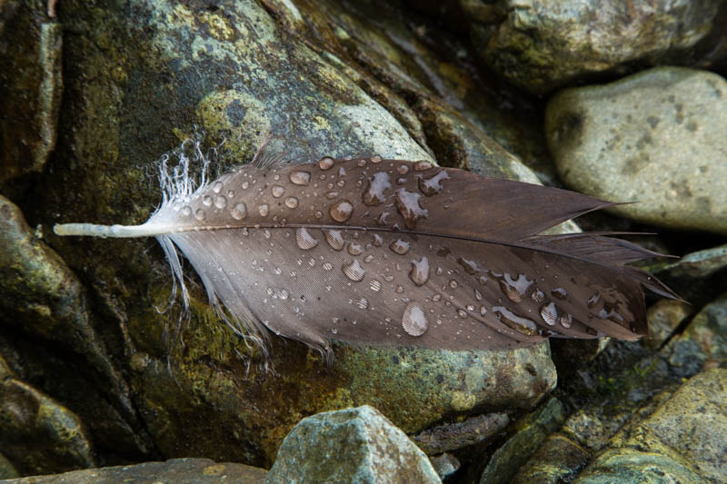 Raindrops On Eagle Feather