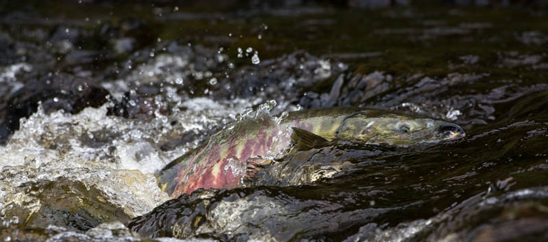 Salmon In Stream