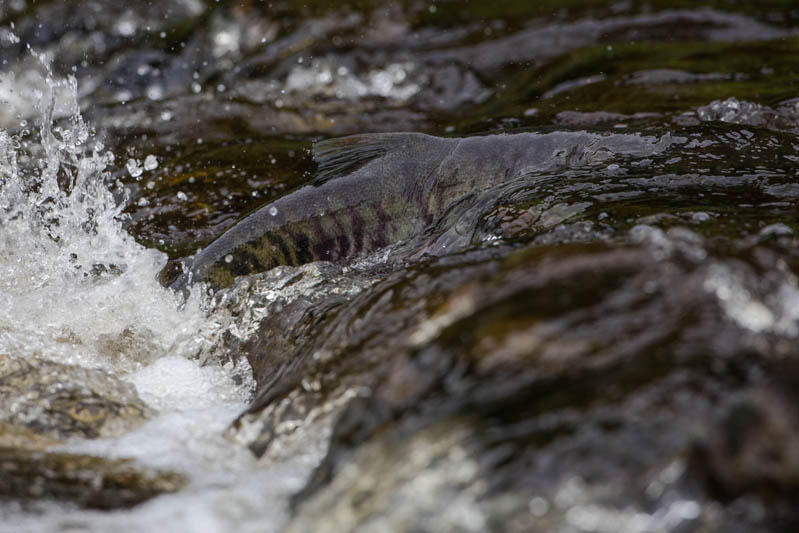 Salmon In Stream