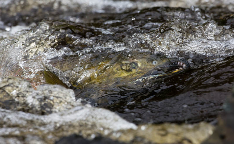 Salmon In Stream