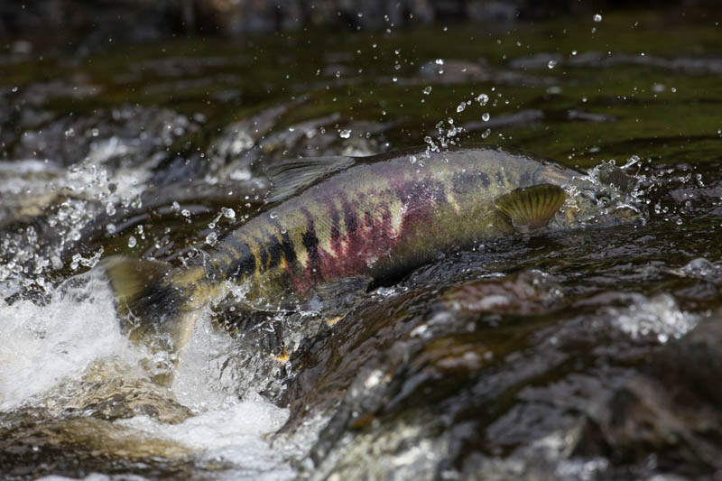 Salmon In Stream