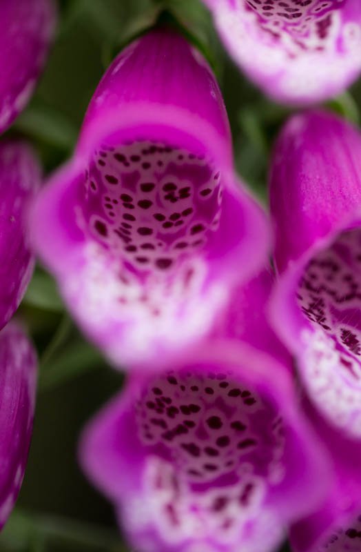 Foxglove Detail