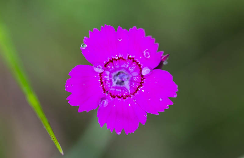 Raindrops On Flower