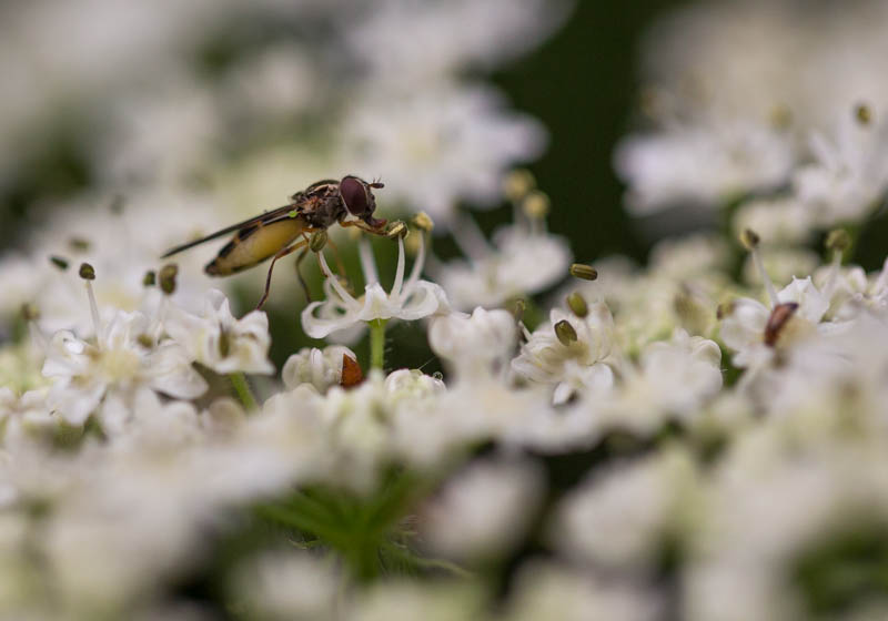 Fly On Flower