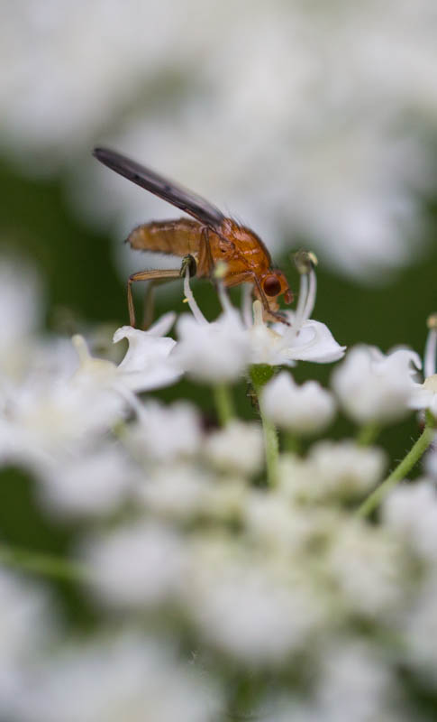 Fly On Flower