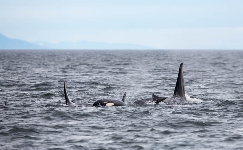 Orcas