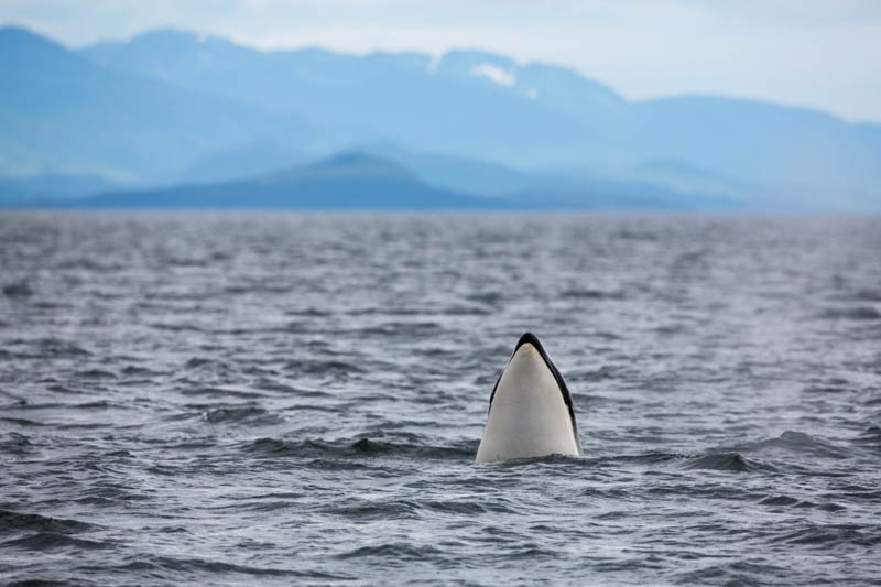 Orca Spyhopping