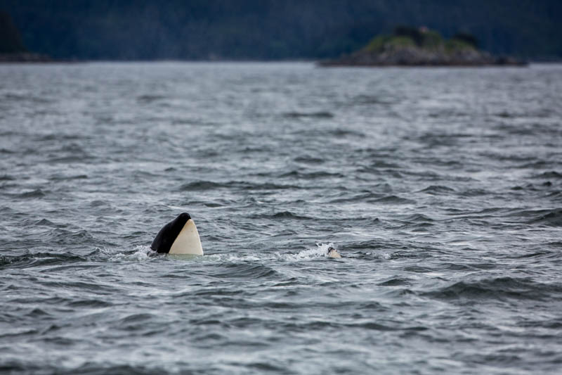 Orca Spyhopping