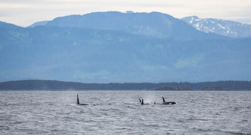 Orcas