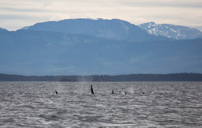 Orcas