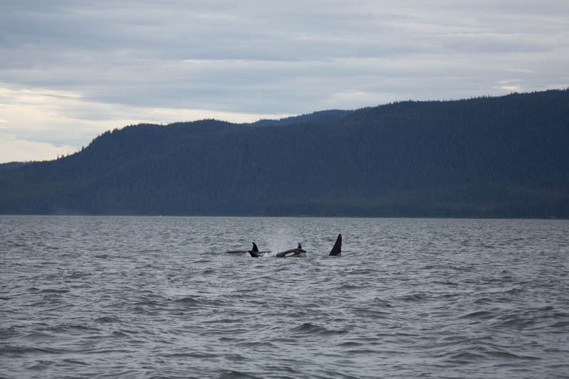 Orcas