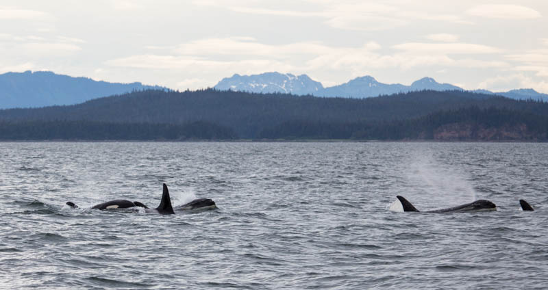 Orcas