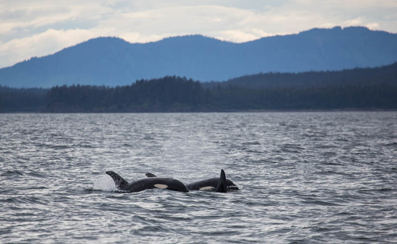 Orcas