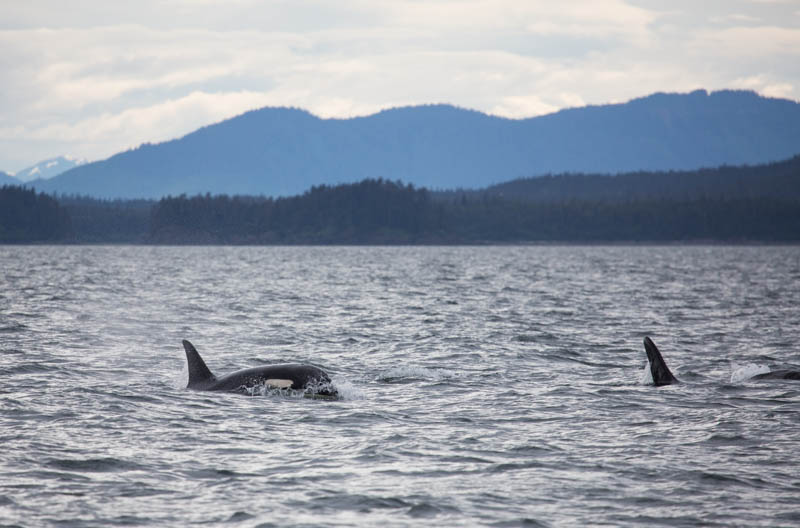 Orcas