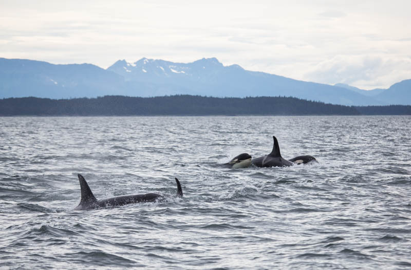 Orcas