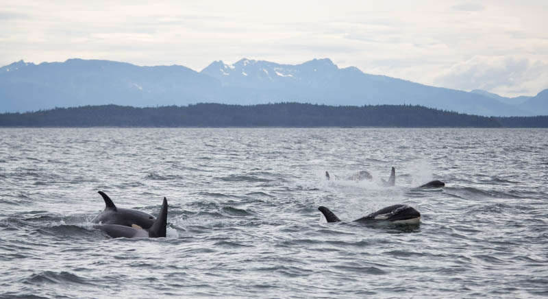 Orcas