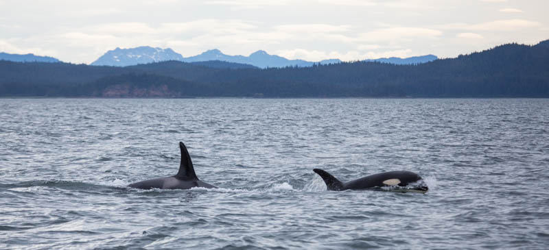 Orcas