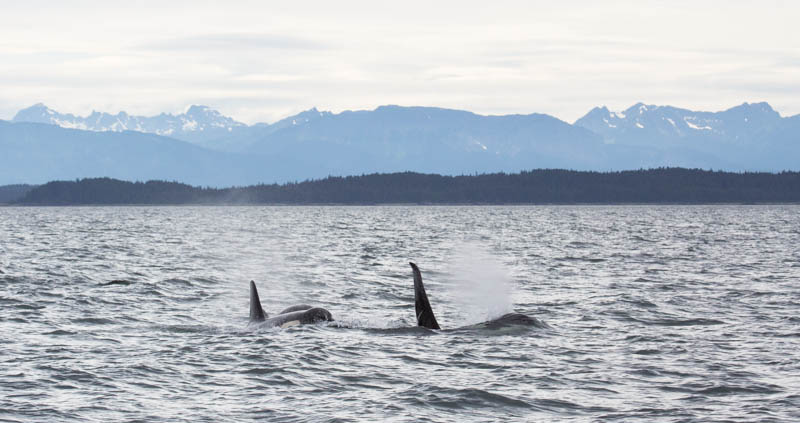 Orcas