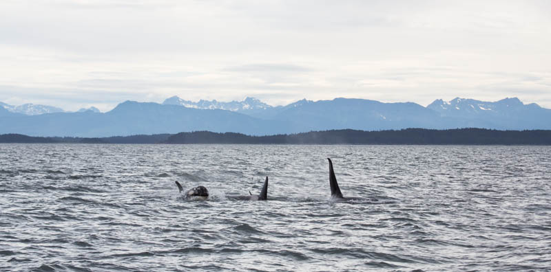 Orcas