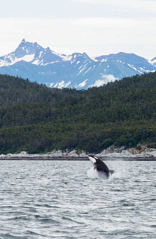 Orca Breaching