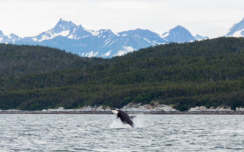 Orca Breaching