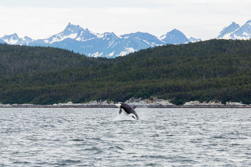 Orca Breaching