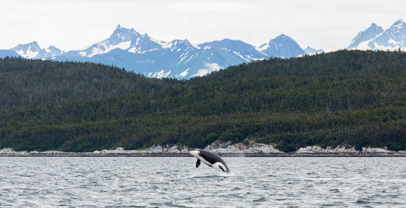 Orca Breaching