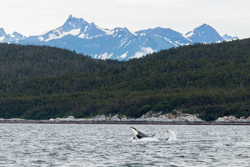 Orca Breaching