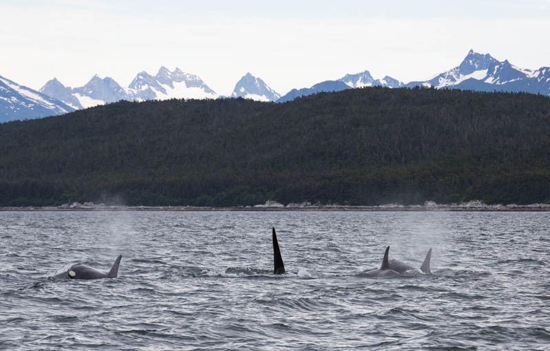 Orcas