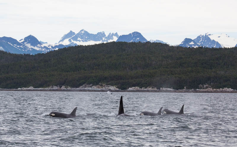 Orcas