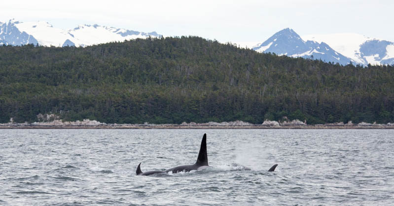 Orcas