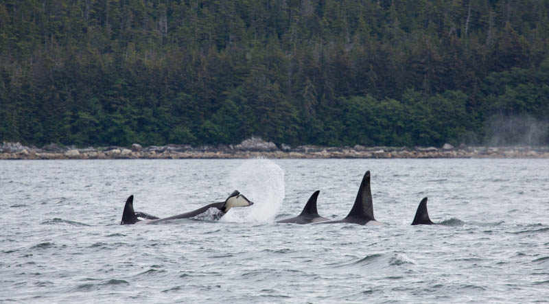 Orcas