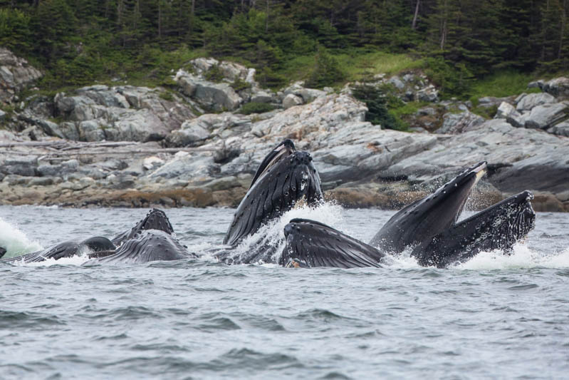 Bubble-Feeding Humpbacks