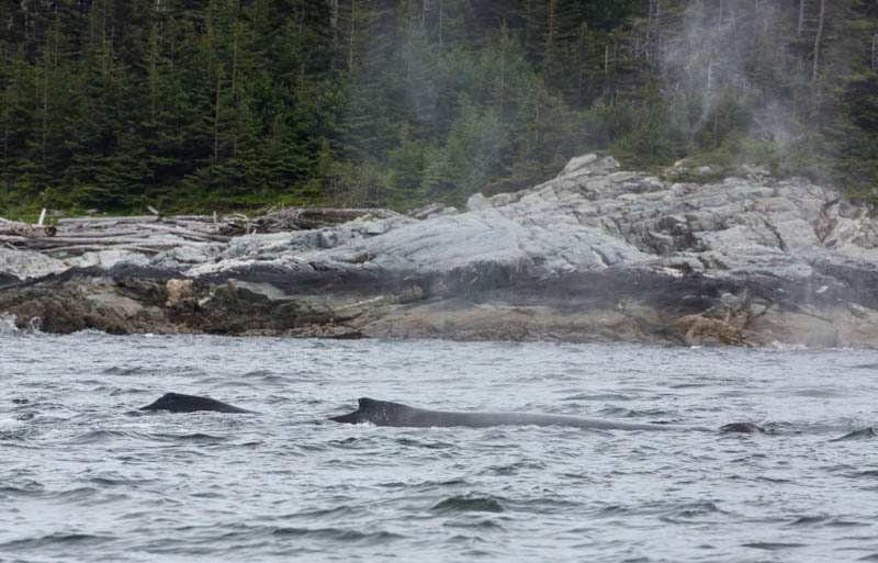 Humpbacks