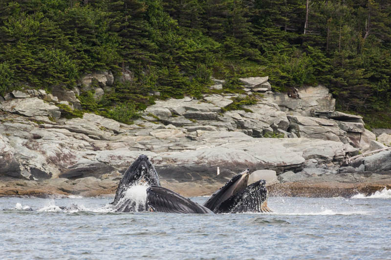 Bubble-Feeding Humpbacks