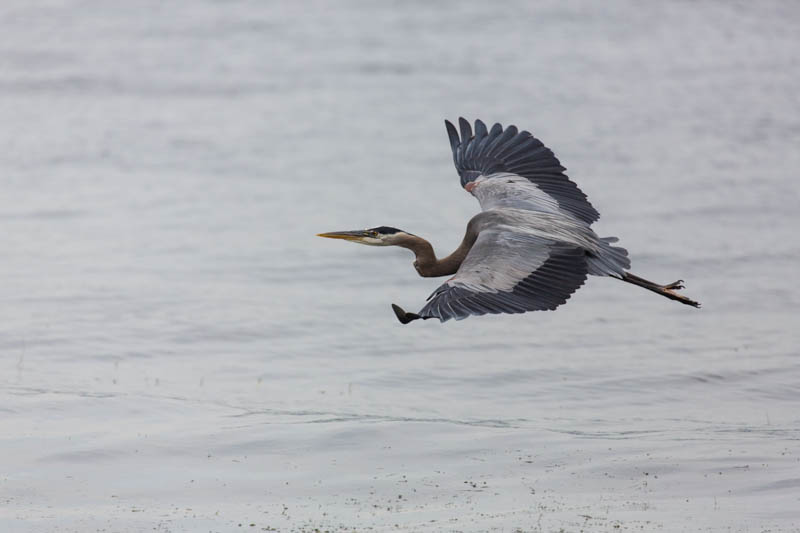 Great Blue Heron In Flight