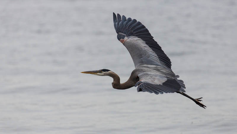 Great Blue Heron In Flight