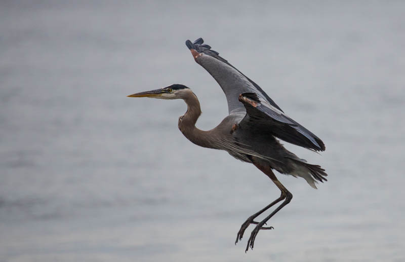 Great Blue Heron In Flight