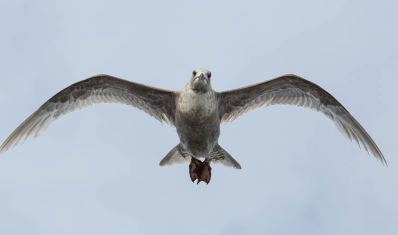 Gull In Flight