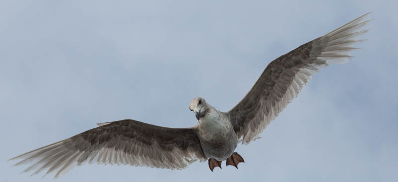 Gull In Flight