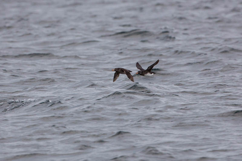 Rhinoceros Auklets In Flight