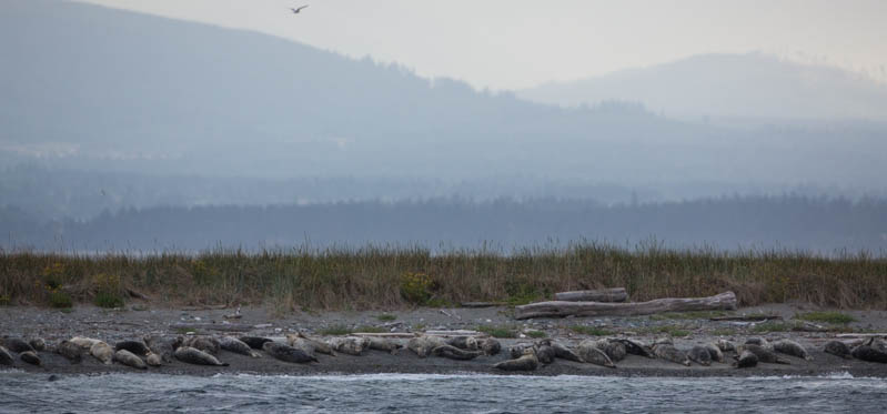 Harbor Seals On Beach