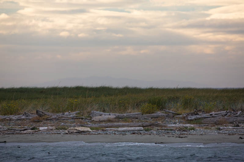 Driftwood On Beach