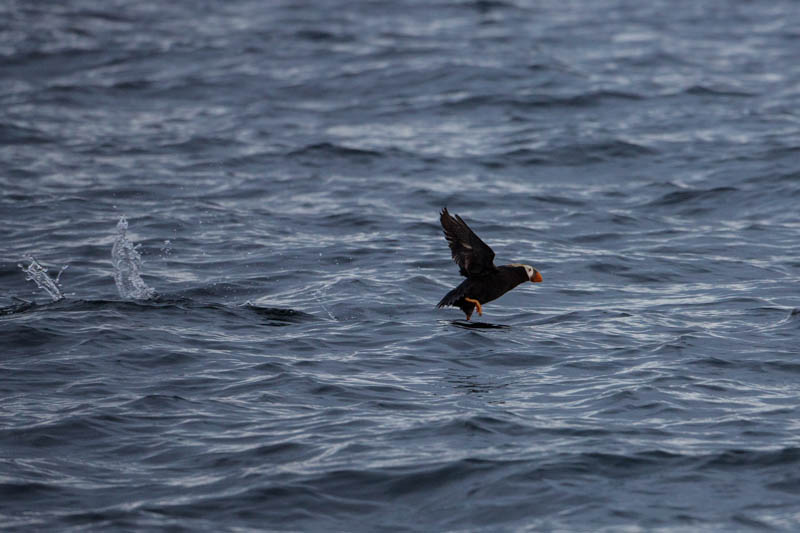 Tufted Puffin Taking Flight