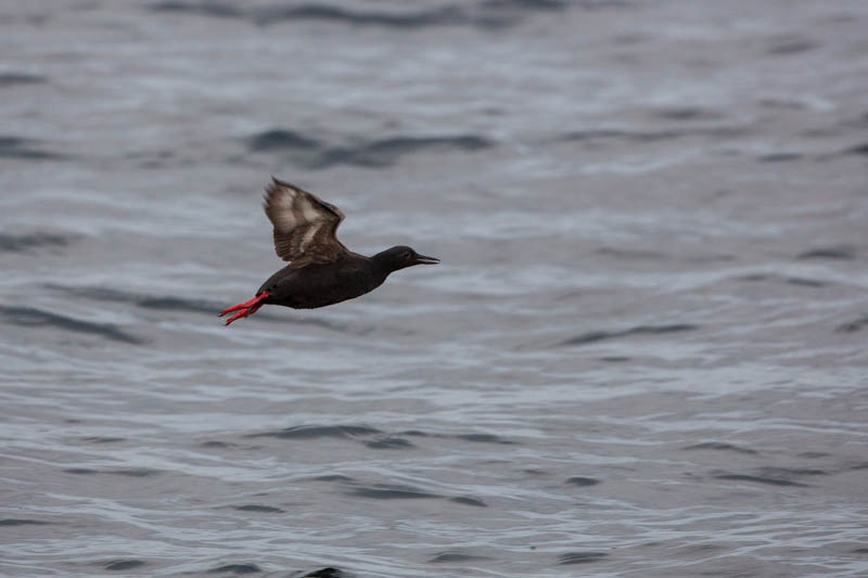 Pigeon Guillemot In Flight