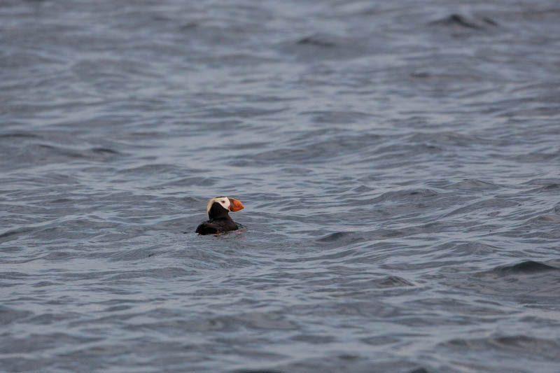 Tufted Puffin